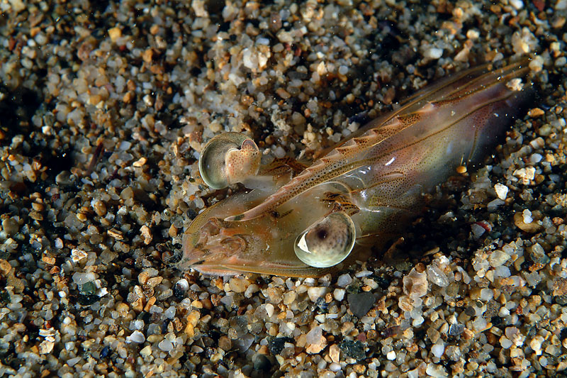 Melicertus kerathurus